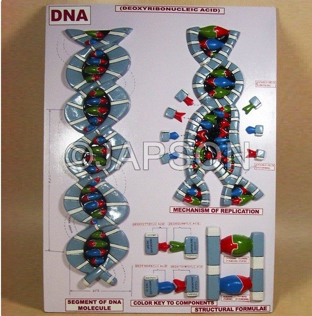 DNA Model on Base DNA Model on Base
